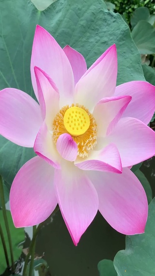 粉嫩莲华