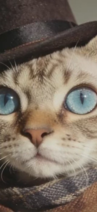 猫咪（非主题）