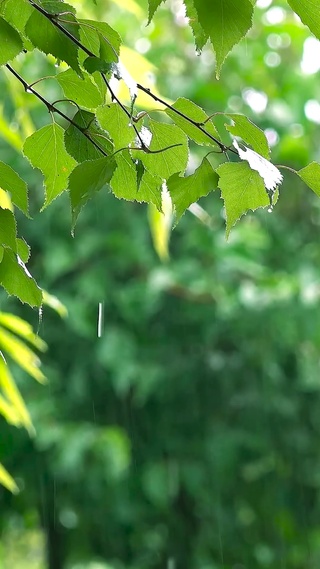 清凉雨天绿叶