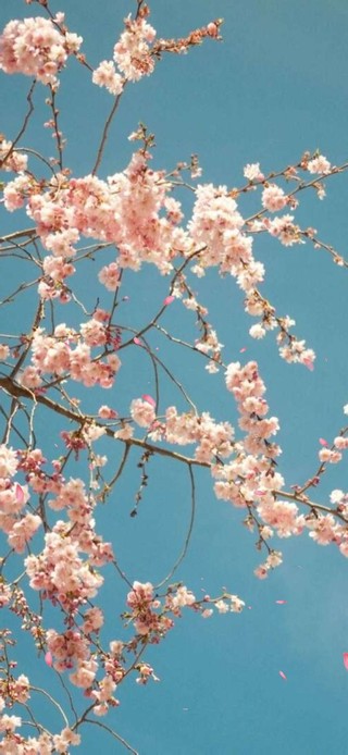 花系列三