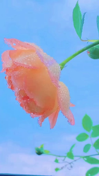 露花朝