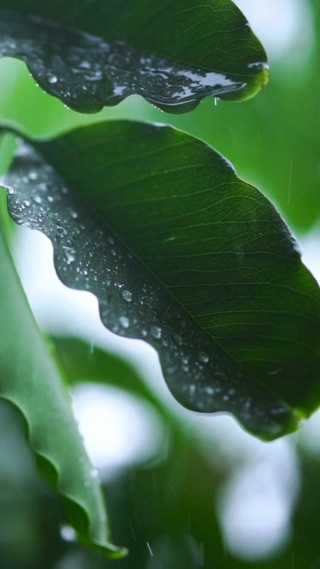 雨湿树叶 