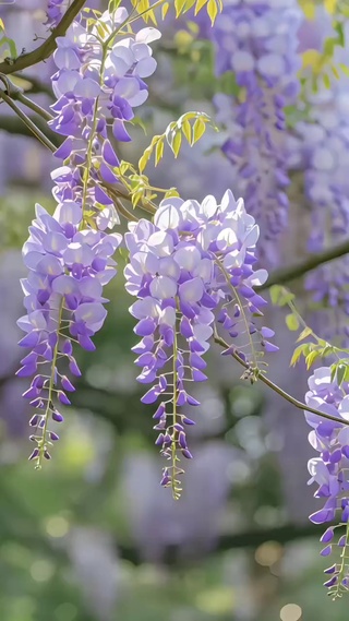 小紫