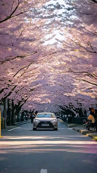 奔驰在樱花大道