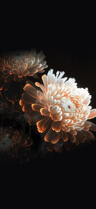 黑夜中的菊花