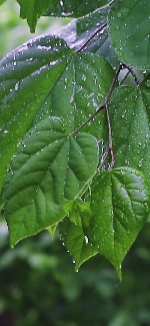 春雨滴落叶