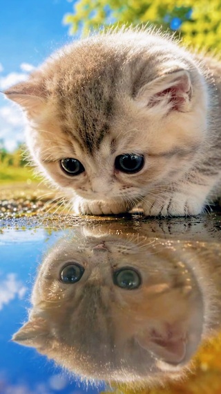 户外可爱小猫水洼倒影