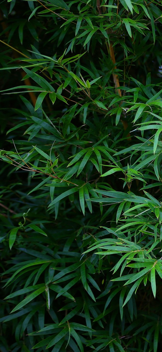 4k护眼竹林