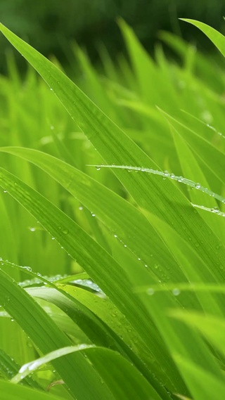 绿草露珠