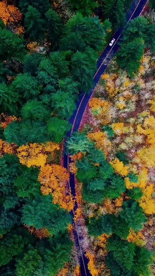 森林道路