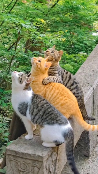 猫咪