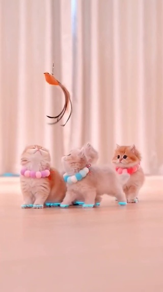 猫咪