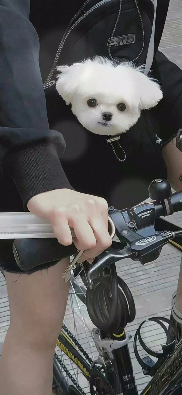 可爱修狗