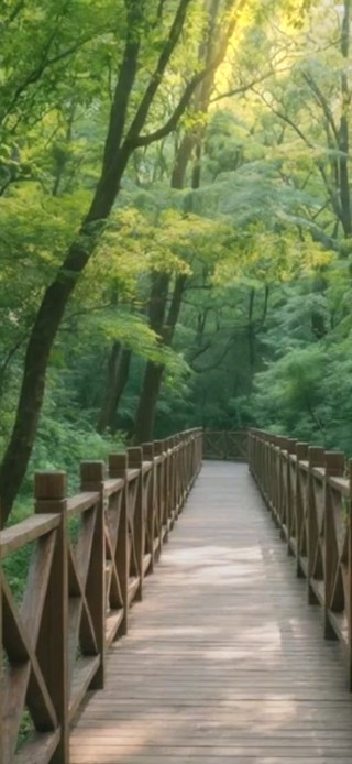 盛夏森林