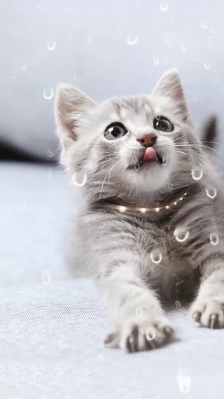 【吐舌头的小喵】