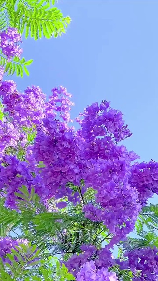 浪漫紫色花