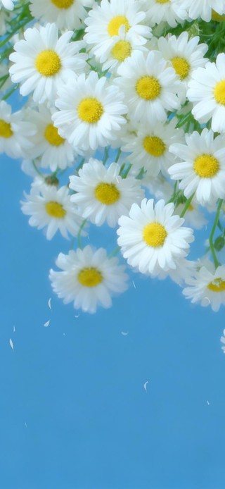 清新白色雏菊