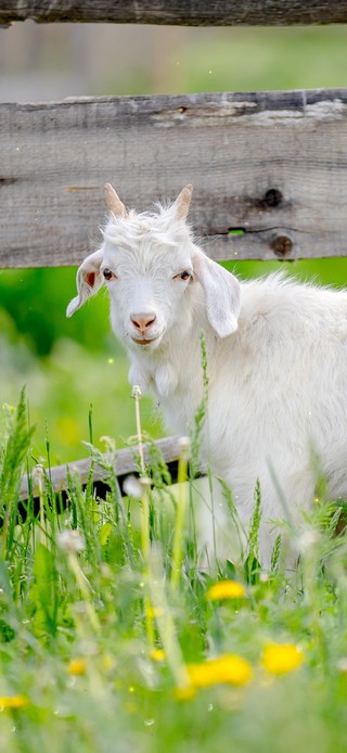 4K唯美治愈草原小绵羊