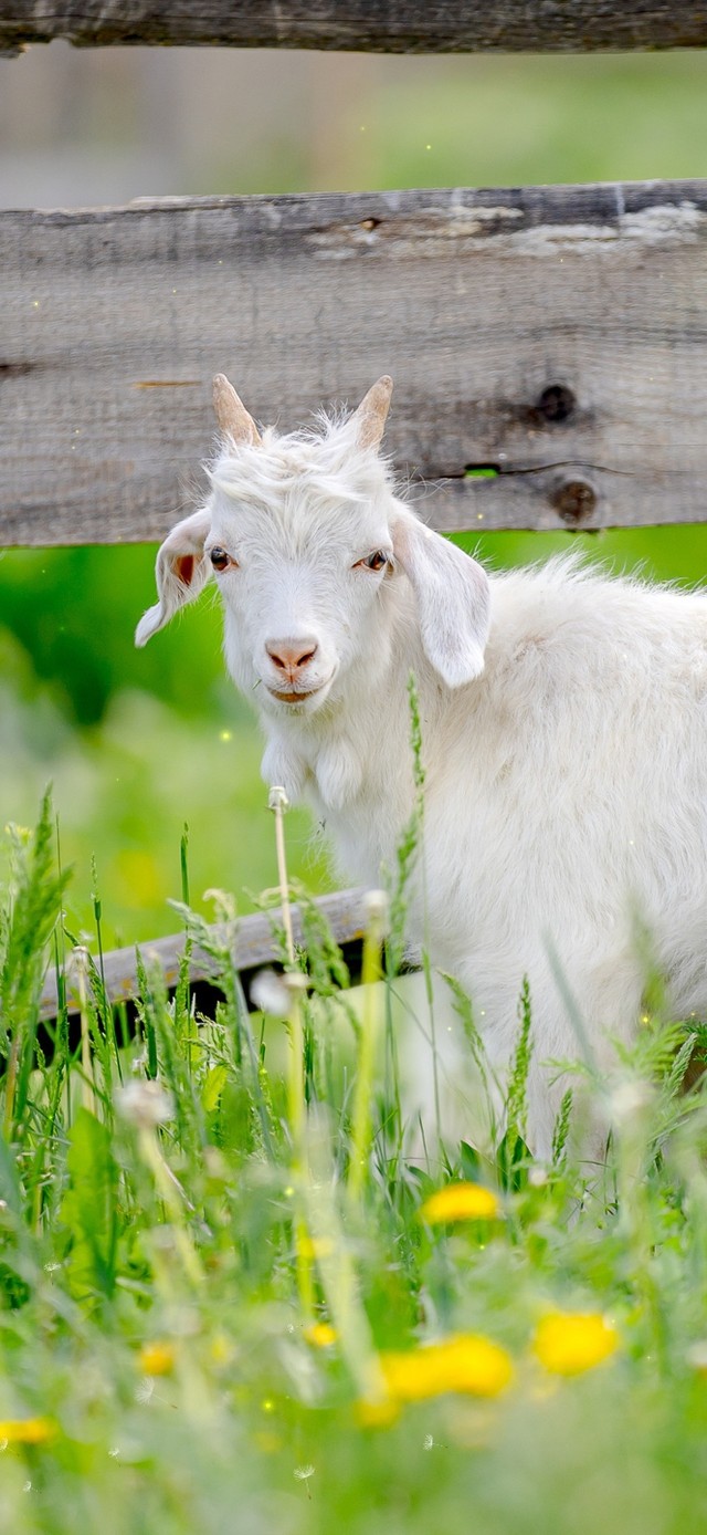 4K唯美治愈草原小绵羊