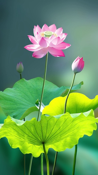 荷花