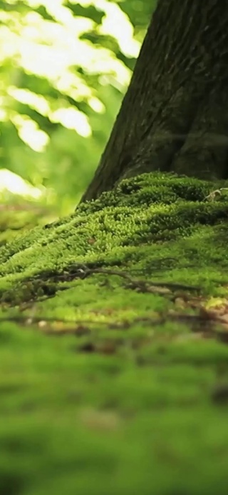 治愈护眼【青苔】