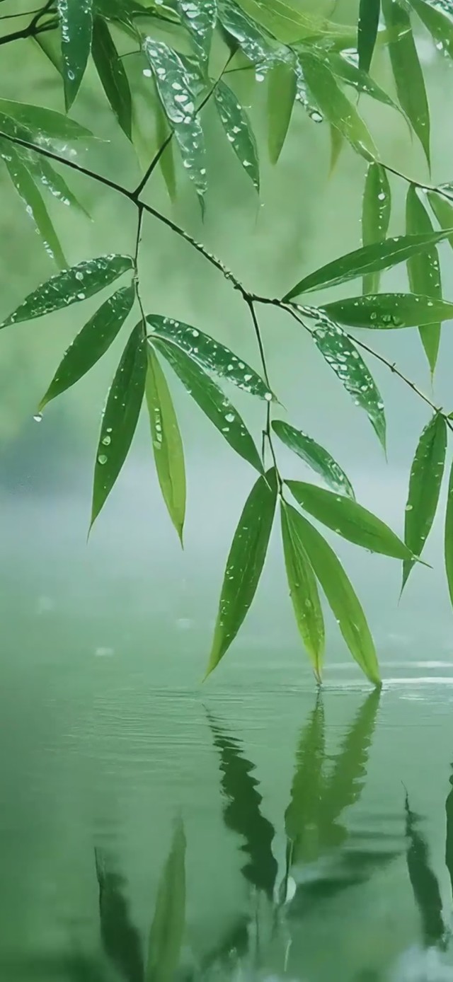 下雨湖水竹韵