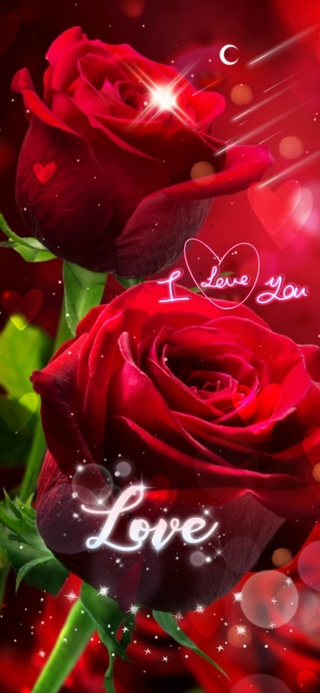 爱情玫瑰