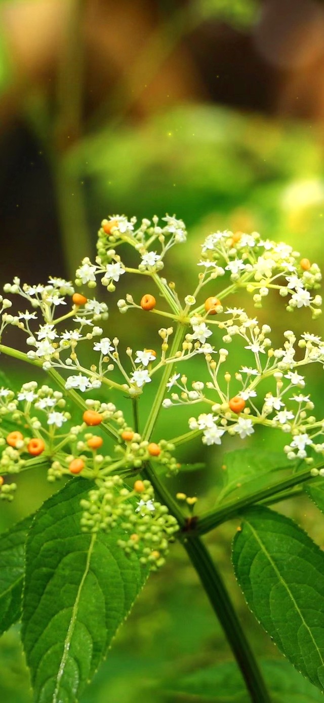 唯美清新护眼绿叶