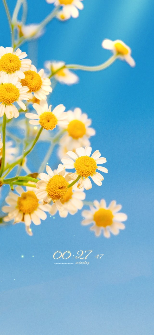 阳光下的小雏菊