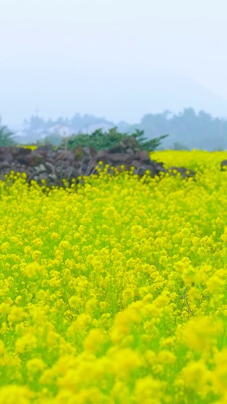 春天放松清新油菜花