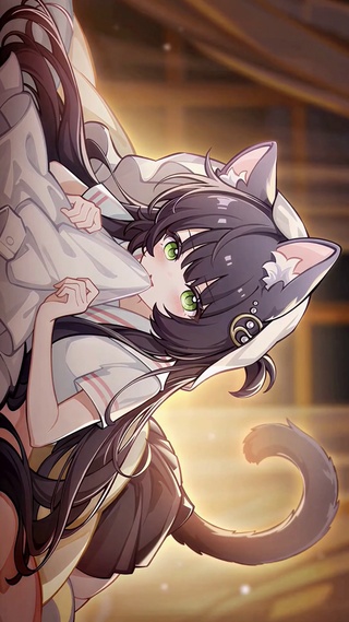 家养猫
