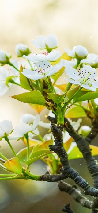 治愈系梨花