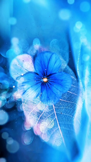 蓝色花瓣