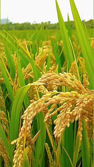 麦穗