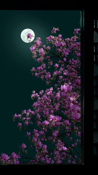 庭院深深坠海红，玉兰树下坐春风