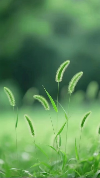 狗尾巴草