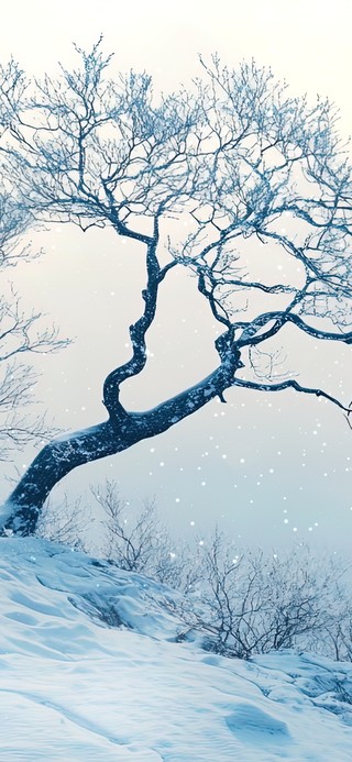 白雪中的山中枯树
