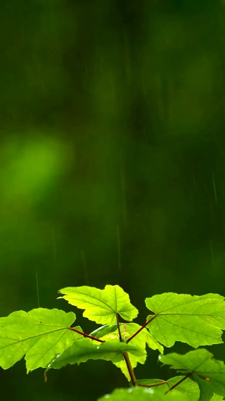 雨中清新绿叶