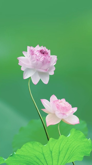 荷花20