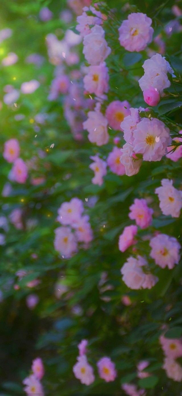 4K 清新护眼绿叶鲜花盛开