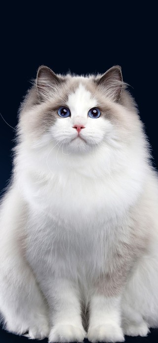 治愈系猫咪一家