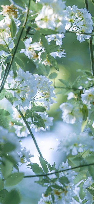 唯美治愈木香花