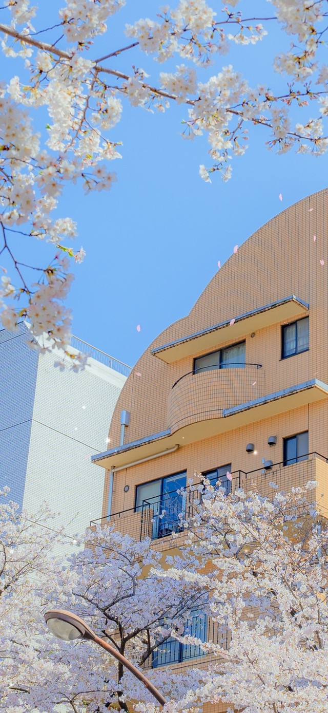 4k唯美治愈樱花城市