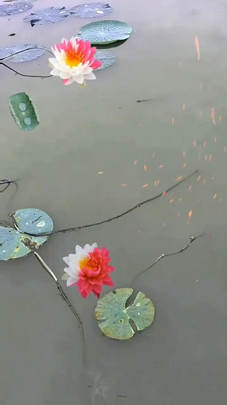 双色荷花