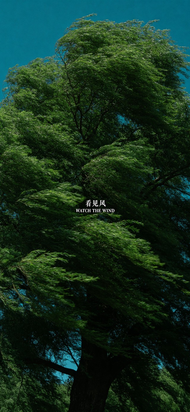 看见风