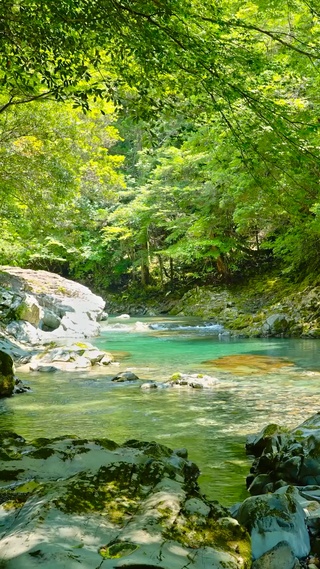 夏日绿林溪流