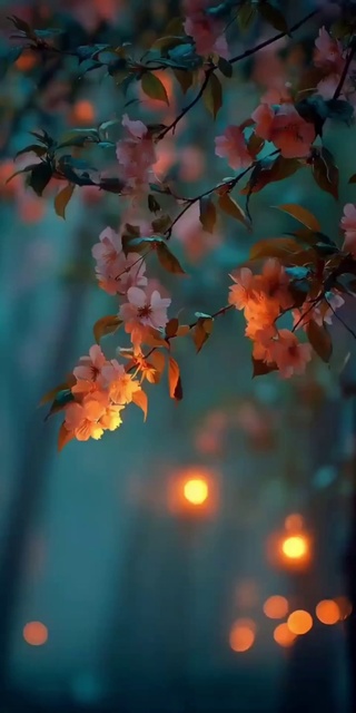 樱花 4k