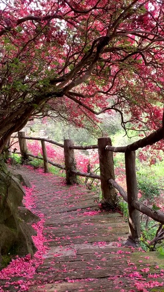 风中的花树