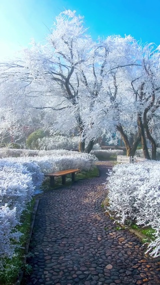 树挂白雪生，路铺青石贡，万树挂银好，一路行忠清