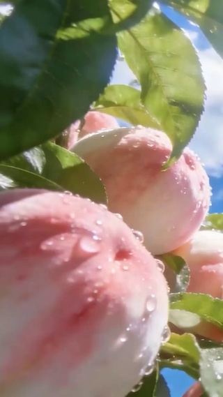 护眼桃子树